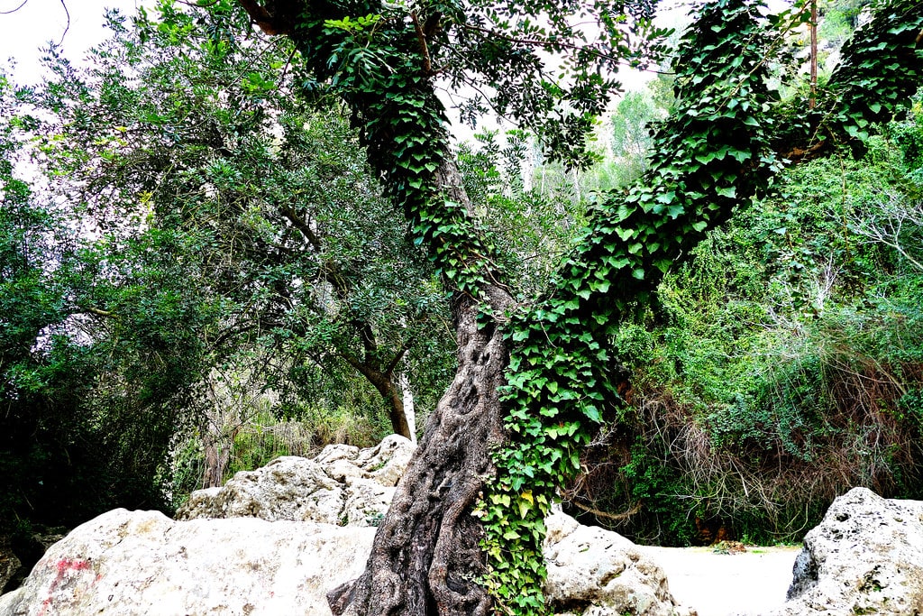 La Cueva del Turche