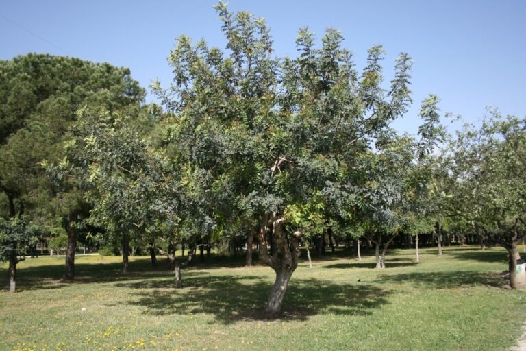 olocau-3