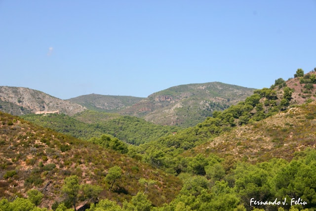 Pi de Salt, Naquera