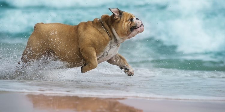 playas-para-perros-en-la-comunidad-valenciana