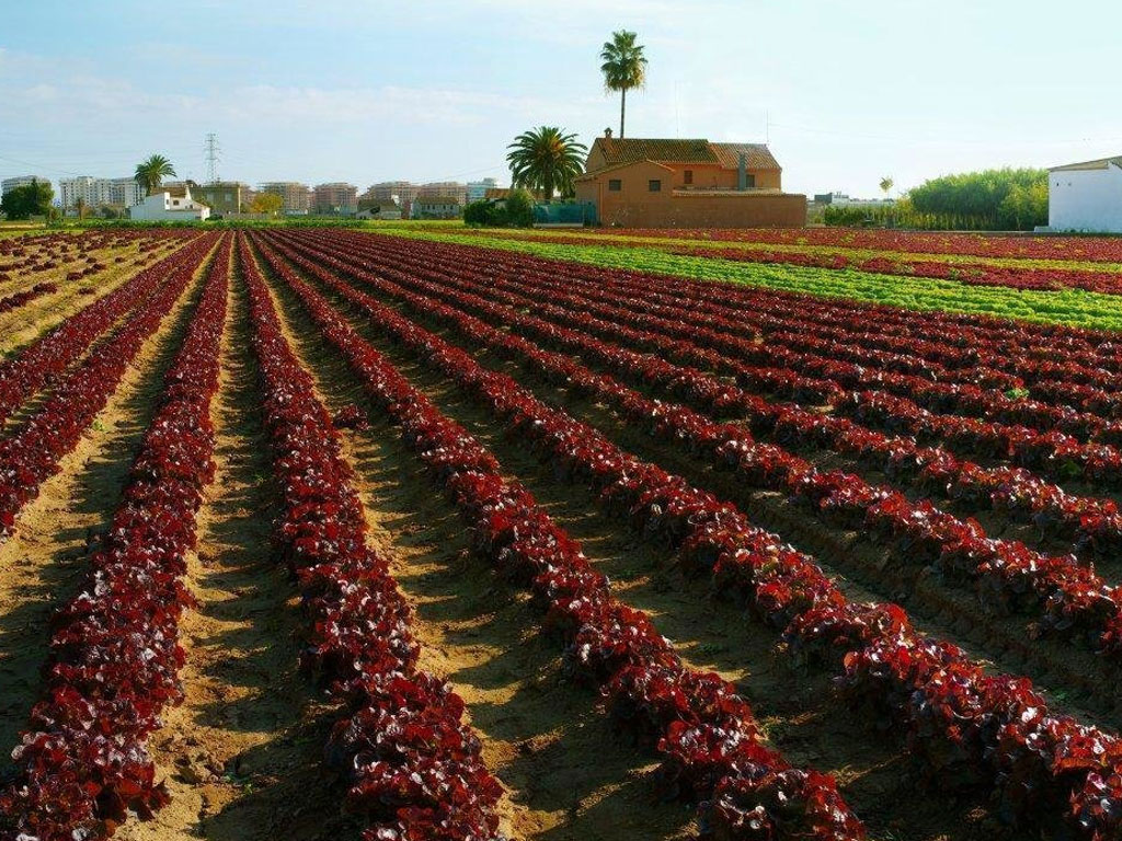 Rutas por la huerta de Valencia | Experiences Valencia