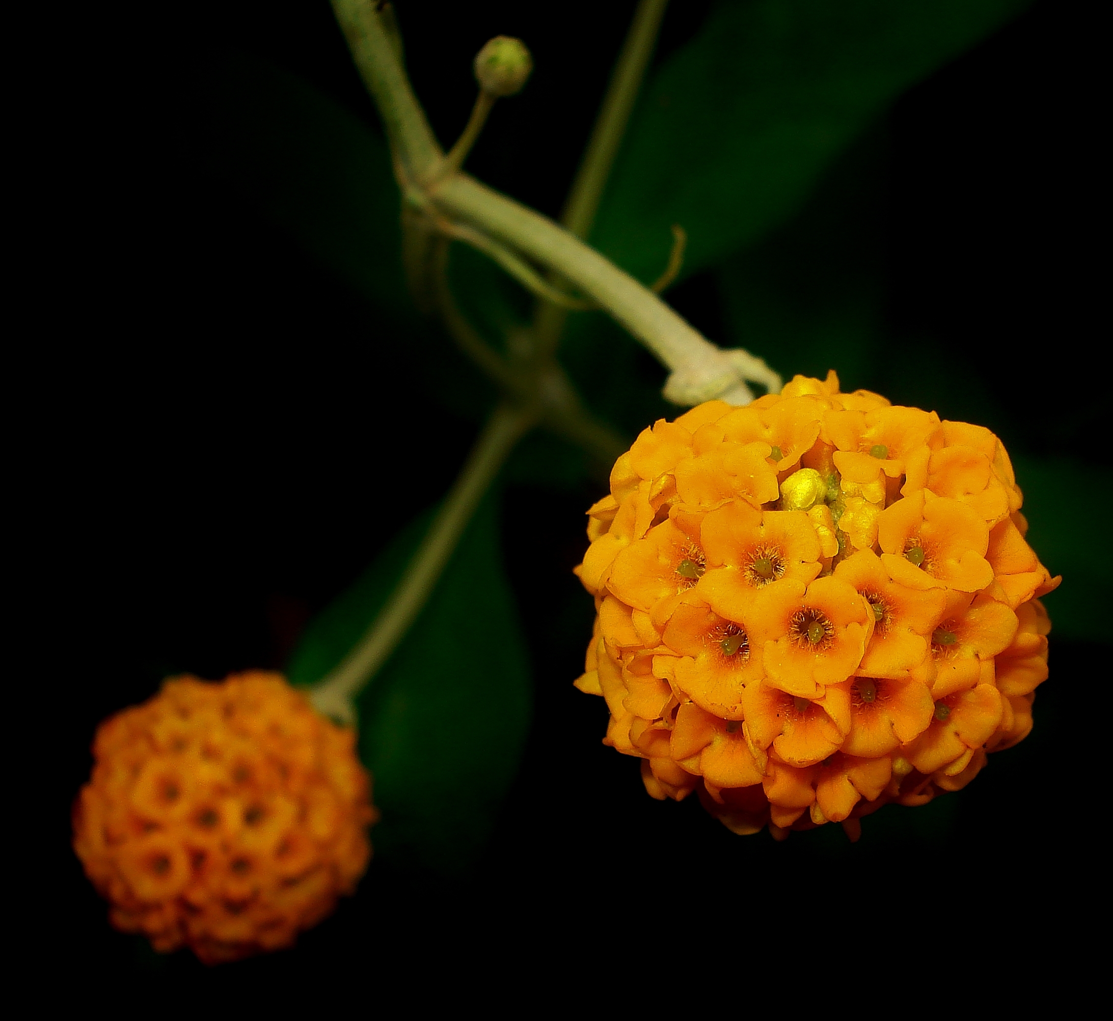 3. Un Oasis de Biodiversidad: Admira la Flora y Fauna de la Xopà d'Alboi