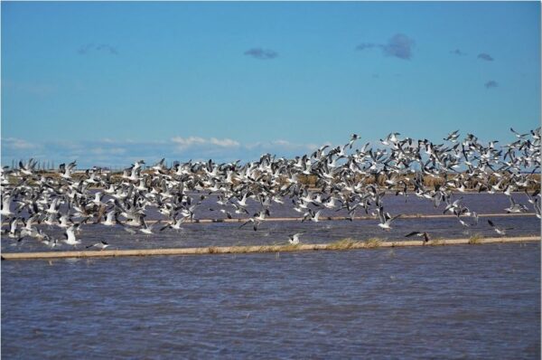 Vive La Albufera en bici - Bike 4Tours - Imagen 4