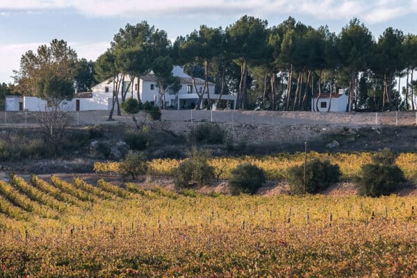 Vineyard visit