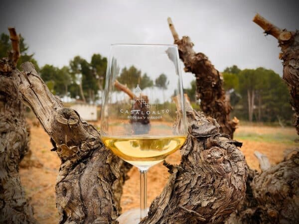 Vineyard visit - Image 2