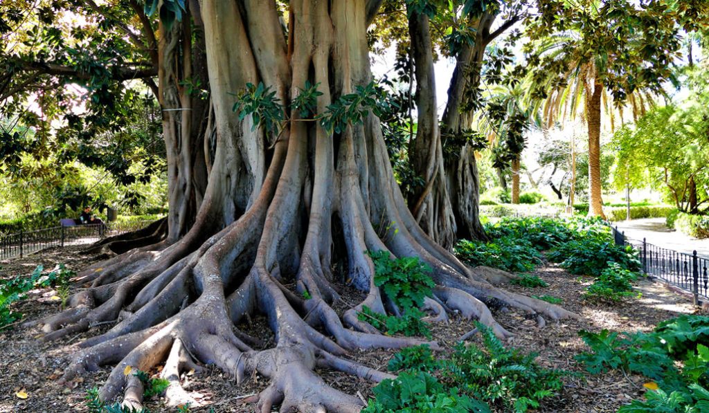 Ruta árboles monumentales Valencia